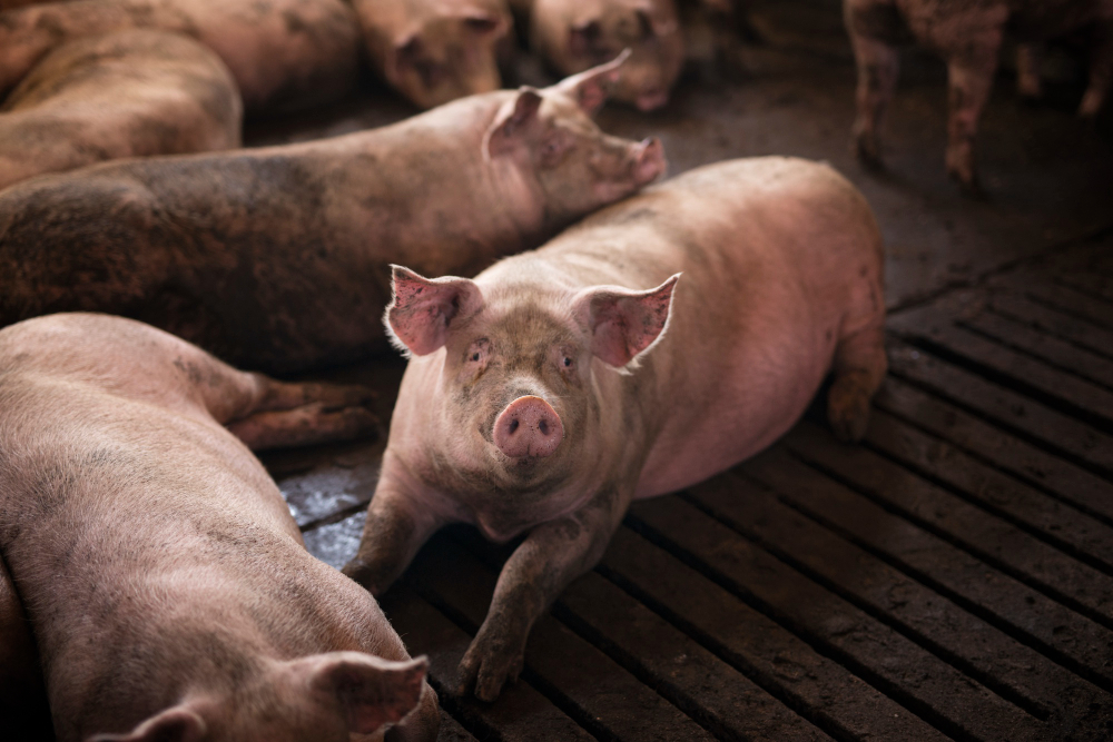 Cochons à l'abattoir